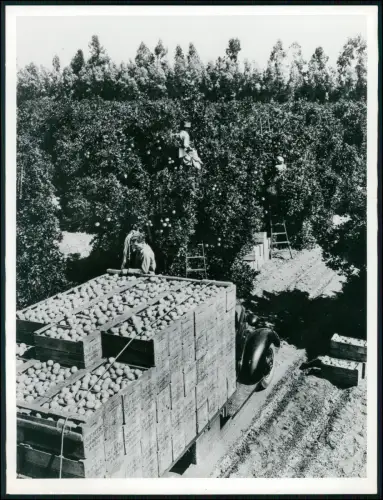 Foto 24x18cm - Orangenernte in Kalifornien - Feldarbeiter füllen Kisten LKW 1957