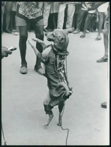 Foto 20x18cm - Hund tanzt auf zwei Beinen in Kostüm Karneval Rio Brasilien 1957