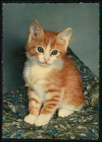 7x Foto AK - Katze Kater Jungtier süße Kätzchen Tierfotografie -1960er Coloriert