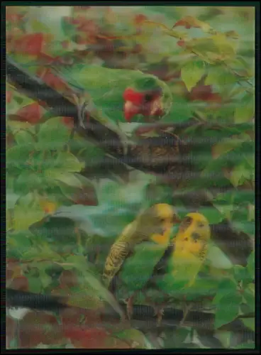 AK - Lentikularkarte Wackelkarte - farbigen Papageien Wellensittiche 3D Effekt
