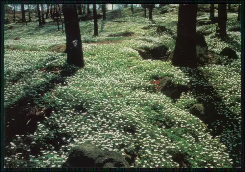 11x AK - Gotland Schweden Visby Ostsee Küste - Landschaft Skandinavien 1960-70er