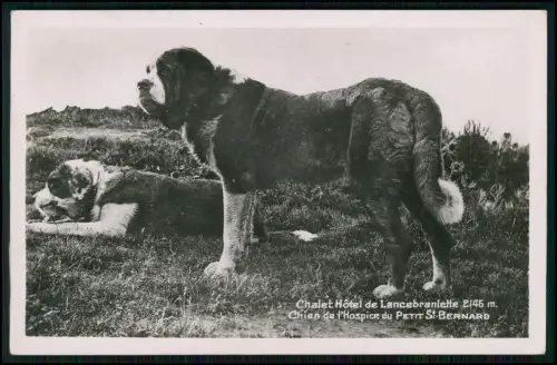 Foto AK Petit St. Bernard Bernhardiner Hunde Chalet Lancebranlette Alpen Savoyen