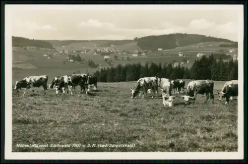 Foto AK - Schönwald Schwarzwald - Kühe auf Bergweide und das Dorf im Hintergrund