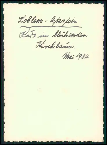 12x Foto 11x8cm- Koblenz Asterstein - Plateau Pfaffendorfer Höhe nahe Rhein 1944