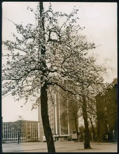 Pressefoto 24x18cm  Dortmund Stadtmitte Campus Frühling Blütenbäume Gebäude 1963