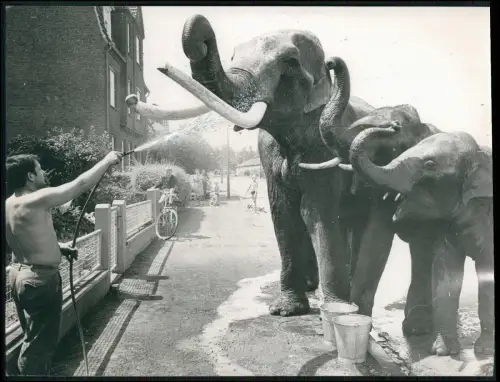 Pressefoto 22x16cm Dortmund Elefanten Zirkus Althoff Vorort 1960er Straßen Szene
