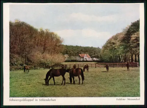 AK - Schlenderhan Bergheim Gestüt Vollblüter erfolgreiche Galopprennpferde Köln