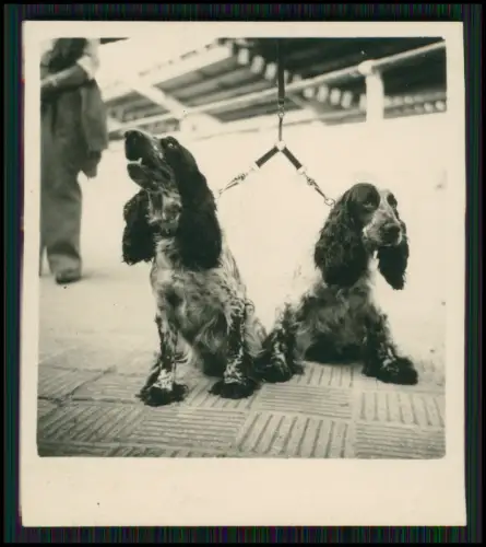 Deutschland Hunde Fotos 1930er Jahre - Sammlung 23x verschiedene Motive Tierbild