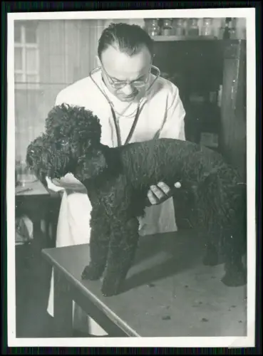 14x Fotos - Hund Pudel Portrait und bei tierärztlicher Untersuchung - um 1950