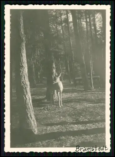 22x Foto - Bad Bramstedt Kreis Segeberg - Wald-Aufnahmen von Revier-Förster 1940