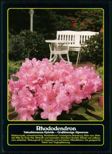 11x AK - verschiedene Rhododendron Yakushimanum - Hybride Großblumige Alpenrose