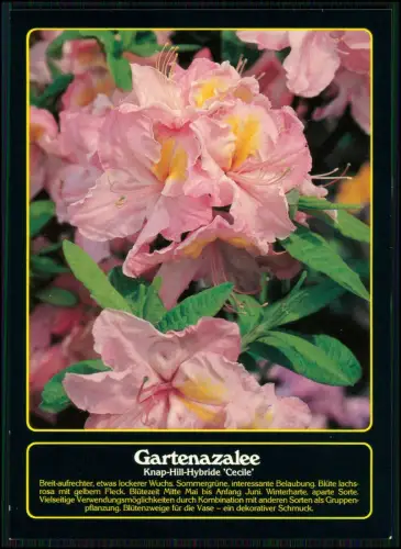 6xAK verschiedene Gartenazalee Cecile Knap Hill Hybride Blüte Zierpflanze Garten