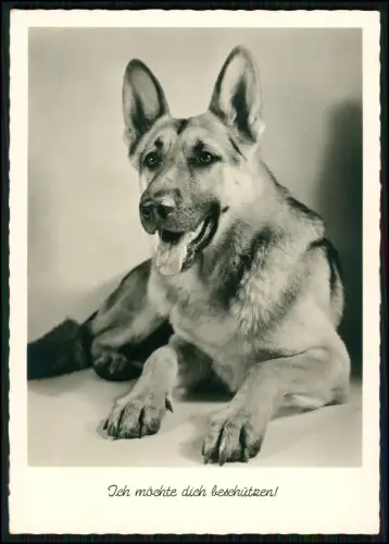 Set 12x Postkarten Tiere Motive - Haus Heim Schäferhund andere Hunde Wildtiere