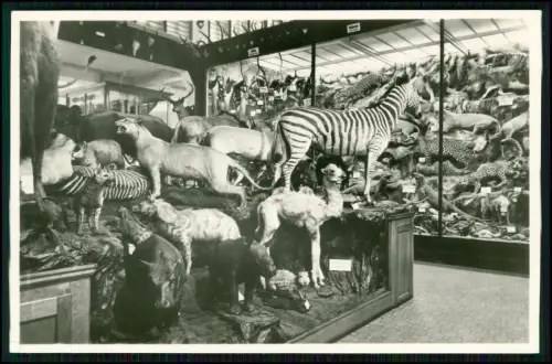 Echt Foto AK Tiergruppen Steyler Missionsmuseum - Klosterdorf Steyl Niederlande