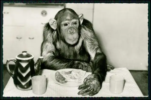 Foto AK Zoologischer Garten Frankfurt Main Schimpanse Chimpanzees Bunzlau Kanne