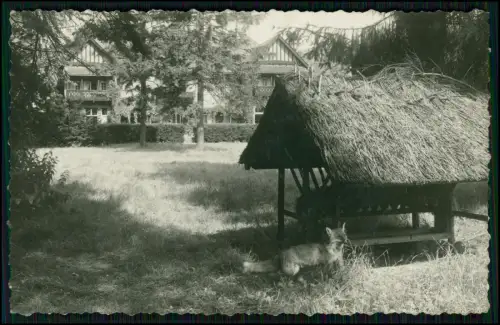 Foto AK Bargteheide - Tiergehege mit Reetdach Unterstand in parkähnlicher Anlage