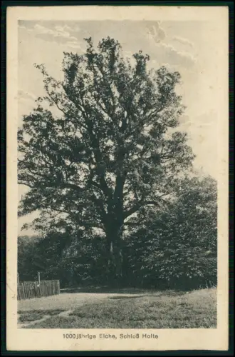 AK - 1000-jährige Eiche Schloß Holte-Stukenbrock nahe Jagdschlosses Holter Wald