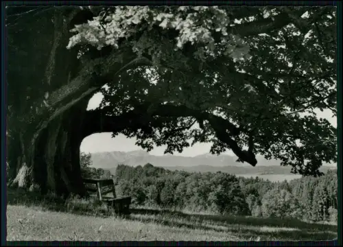 AK - Holzhausen Münsing Starnberger See - die tausendjährige Linde mit Bank
