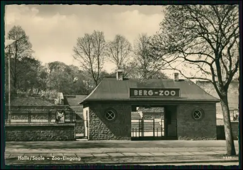Echt Foto AK  Markante Aufnahme des Eingangs zum Berg-Zoo Halle Saale - DDR gel.