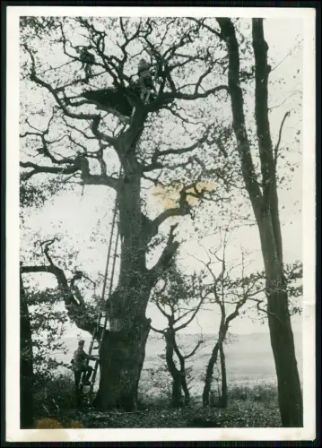 Pressefoto Scherl - Artillerie Soldat Beobachter - im Baum Eiche - franz. Grenze