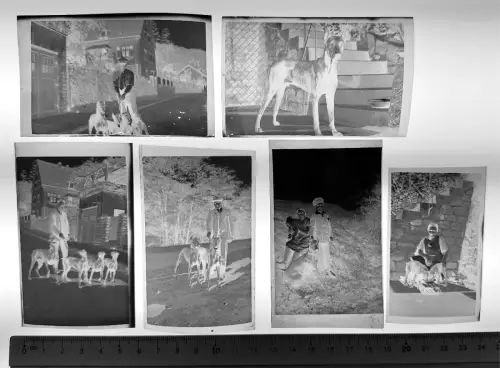 6x Orig. Negativ 9x6 - Deutsche Doggen Great Danes - muskulös kantiger Kopf 1940