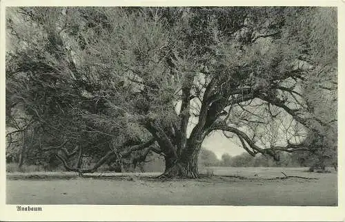 [Echtfotokarte schwarz/weiß] AK Deutsch-Südwestafrika Kolonie / Namibia Anabaum Propaganda ca. 1920. 