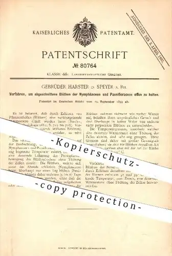 original Patent - Gebr. Harster , Speyer 1893 , Verfahren, um abgeschnittene Blüten offen zu halten , Blumen , Gärtner !