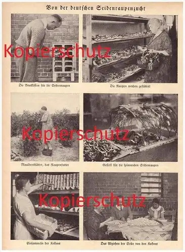 original Zeitungsbericht - 1928 - Seidenraupenzucht , Seide , Seidenraupen , Raupen , Kokons !!!