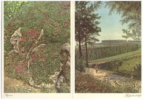 original Faltprospekt - 1937 - Chemische Fabrik J. Blaes in München , Thymian , Hopfen , Arzt , Krankenhaus , Apotheke !