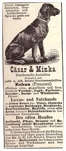 original Werbung - 1884 - Hundezucht in Zahna , Preußen , Hunde , Zucht , Rassehunde , Windhunde !!!