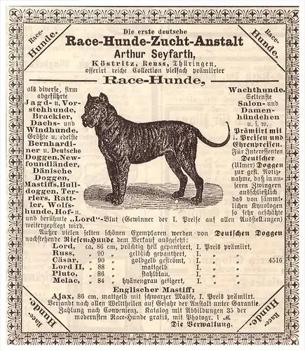 original Werbung - 1884 - Arthur Seyfarth in Köstritz i. Th. Hundezucht , Hunde , Zucht , Rassehunde , Windhunde !!!
