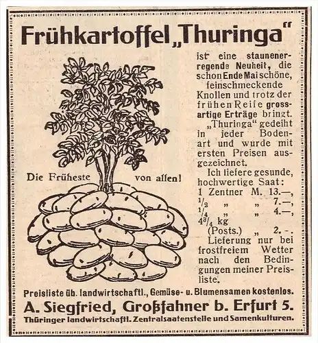 original Werbung - 1916 - Frühkartoffel Thuringa, A. Siegfried in Großfahner b. Erfurt , Samen , Blumen , Landwirtschaft