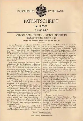 Original Patentschrift - J. Odernheimer in Nieder - Ingelheim , 1900 , Umpflanzer für Reben und Sträucher , Gartenbau !!