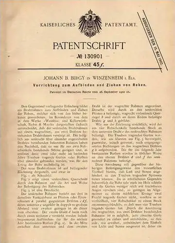 Original Patentschrift - J. Birgy in Winzenheim i. Elsass , 1900 , Binden von Reben , Wein , Weinbau !!!