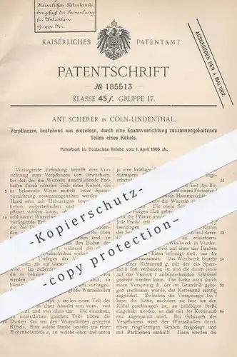 original Patent - A. Scherer , Köln Lindenthal , 1906 , Verpflanzen von Gewächsen , Pflanzen | Gärtner , Garten , Bäume