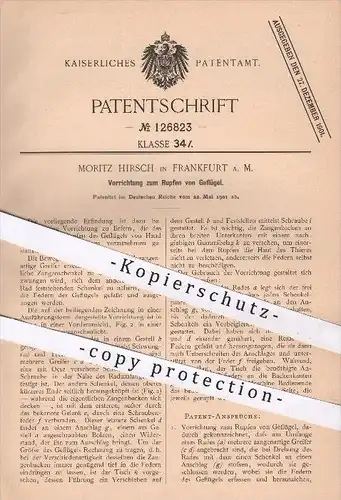 original Patent - Moritz Hirsch in Frankfurt am Main , 1901 , Rupfen von Geflügel , Federn , Geflügelfedern , Hühner !!