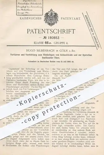 original Patent - Hugo Silberbach , Köln , 1906 , Niederlegen von Schlachtvieh | Schlachter , Tierarzt , Tierzucht !!!