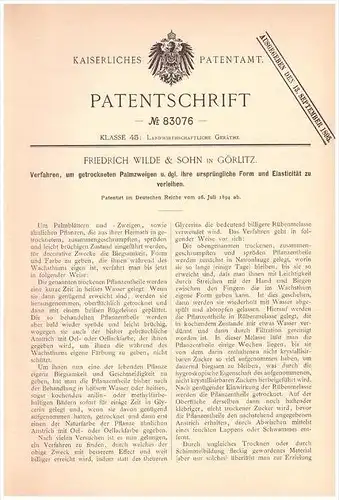 Original Patentschrift - Friedrich Wilde & Sohn in Görlitz , 1894 , Verfahren für Palmzweige , Palme , Pflanzen