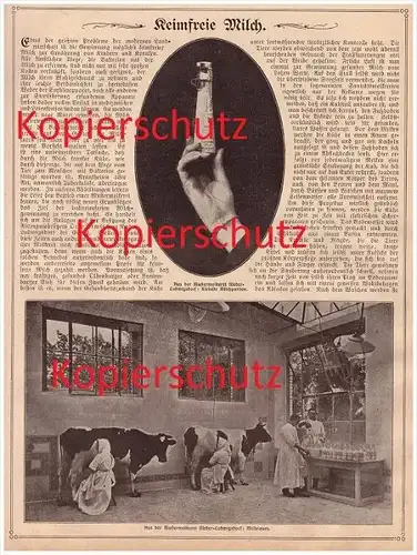 original Zeitungsbericht - 1908 - Nieder - Ludwigsdorf b. Görlitz ,keimfreie Milch , Landwirtschaft , Kühe , Molkerei !!