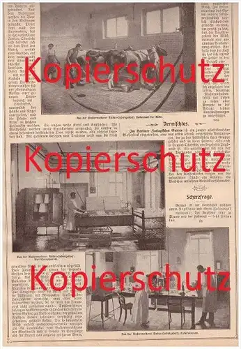 original Zeitungsbericht - 1908 - Nieder - Ludwigsdorf b. Görlitz ,keimfreie Milch , Landwirtschaft , Kühe , Molkerei !!