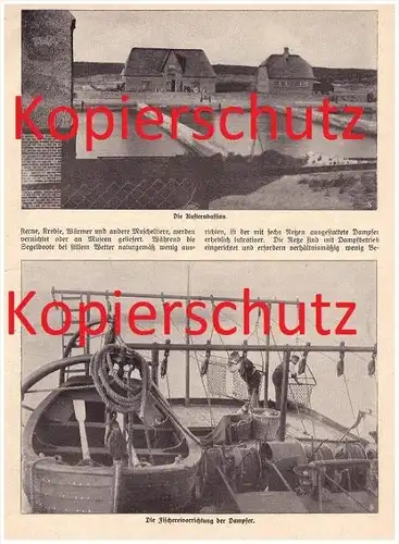 original Zeitungsbericht - 1911 -  Die Austern-Fischerei auf Sylt , Austern , Fischer , Muscheln , Krebse !!!