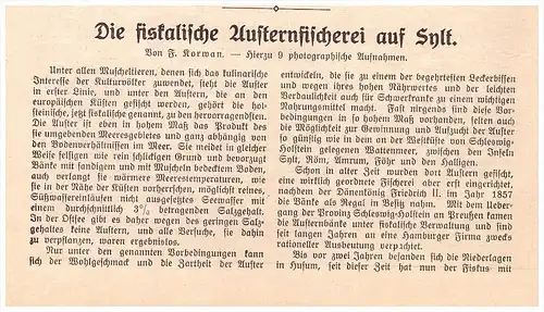 original Zeitungsbericht - 1911 -  Die Austern-Fischerei auf Sylt , Austern , Fischer , Muscheln , Krebse !!!