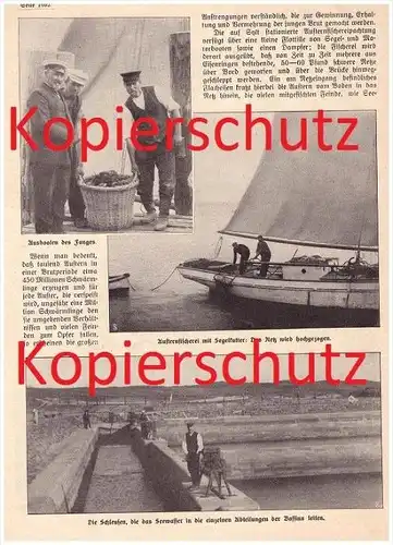 original Zeitungsbericht - 1911 -  Die Austern-Fischerei auf Sylt , Austern , Fischer , Muscheln , Krebse !!!