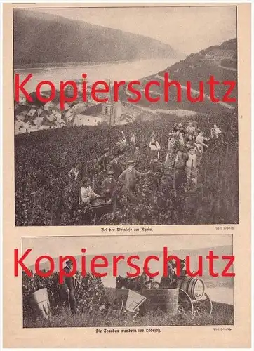 original Zeitungsbericht - 1911 - Weinlese am Rhein , Weinbau , Winzer , Weinberge !!!