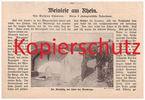 original Zeitungsbericht - 1911 - Weinlese am Rhein , Weinbau , Winzer , Weinberge !!!