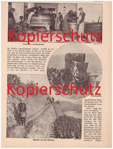 original Zeitungsbericht - 1911 - Weinlese am Rhein , Weinbau , Winzer , Weinberge !!!