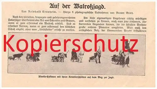 original Zeitungsbericht - 1911 - Walroßjagd , Seehund , Walross , Walfang , Seerobbe !!!