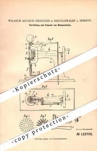 Original Patent - Wilhelm Zirnstein in Hertigswalde b. Sebnitz , 1901 , Kräuseln von Blumensternen , Blumen !!!