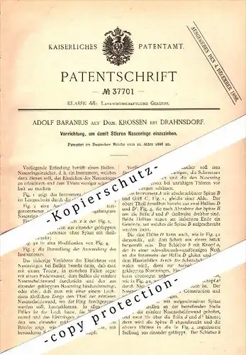 Original Patent - A. Baranius in Krossen b. Drahnsdorf , 1886 , Nasenring-Einzieher für Stiere , Kasel-Golzig , Luckau !