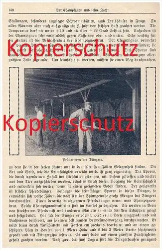 original Zeitungsbericht - 1926 - Der Champignon und seine Zucht , Pilze , Pilzzucht , Champignonzucht , Pilz !!!
